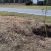 Newly planted cherry trees