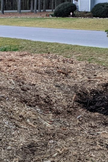 Newly planted cherry trees