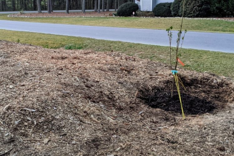 Newly planted cherry trees